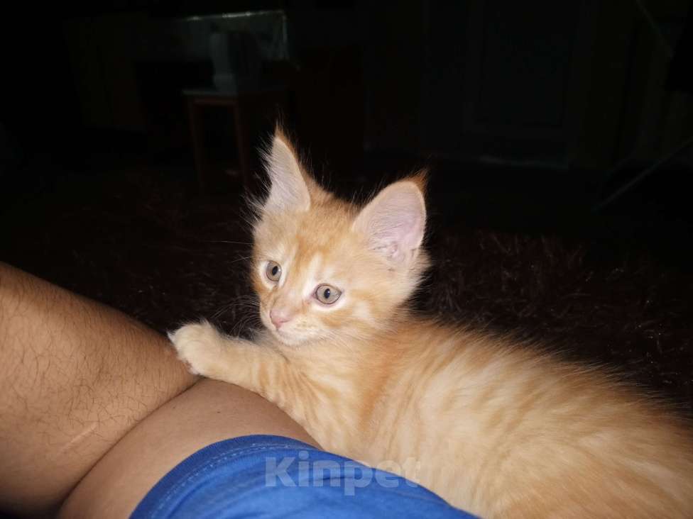 Кошки в Нефтекамске: Котёнок мейкун  Мальчик, 3 000 руб. - фото 2
