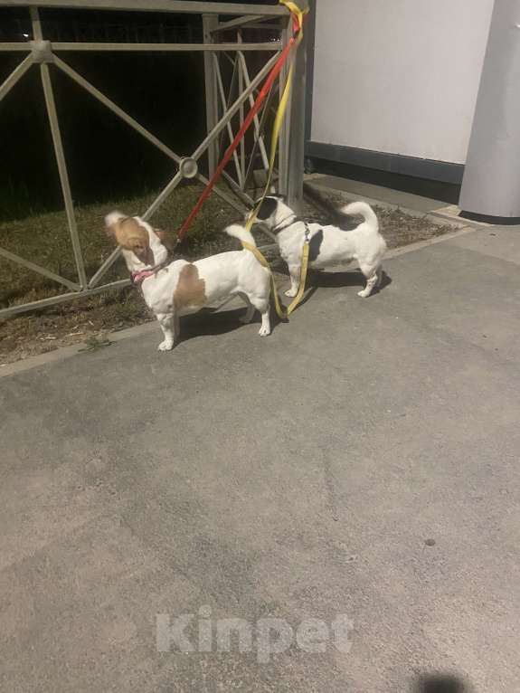 Собаки в Симферополе: Вязка с бело-черным Джек Расселом  Мальчик, Бесплатно - фото 5