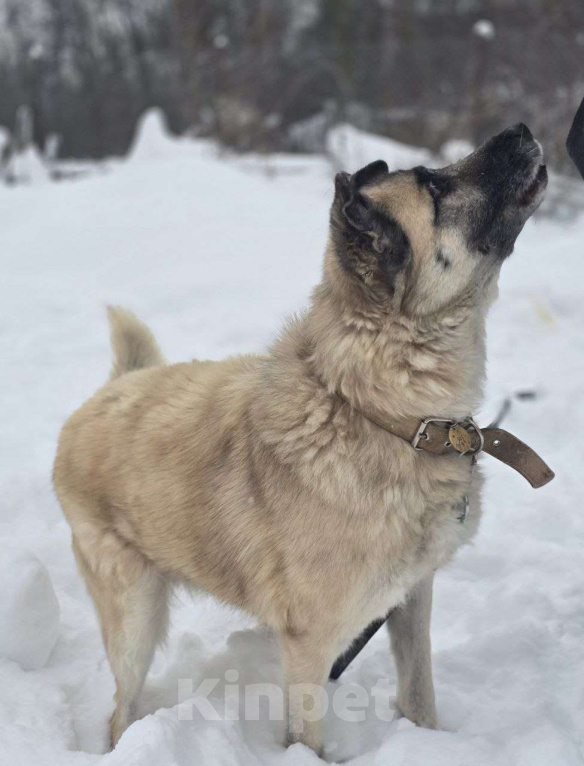 Собаки в Королеве: Боб живет в приюте и мечтает найти своего человека! Мальчик, Бесплатно - фото 4