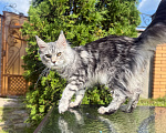 Кошки в Чехове: Мейн-кун котенок Девочка, 15 000 руб. - фото 3