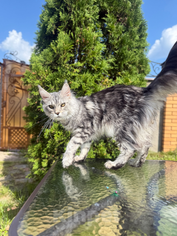 Кошки в Чехове: Мейн-кун котенок Девочка, 15 000 руб. - фото 3