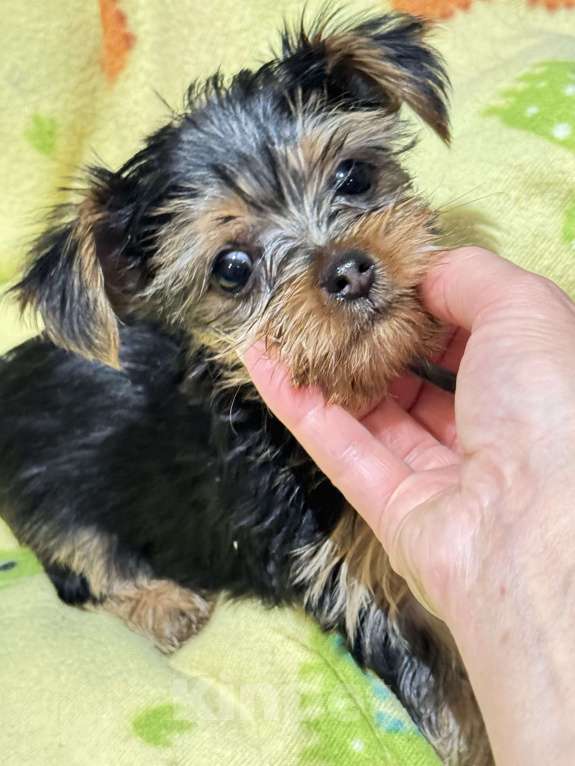 Собаки в Москве: Мини Йорки  Девочка, 18 000 руб. - фото 2