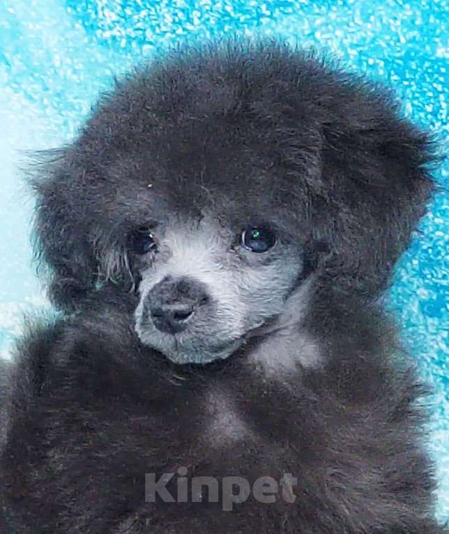 Собаки в Долгопрудном: Пуделя щенок той серебристая девочка  ИЛАЙДА  Девочка, 200 000 руб. - фото 5