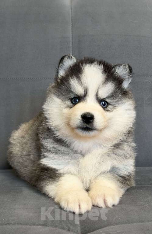 Собаки в Санкт-Петербурге: Девочка помски Девочка, 80 000 руб. - фото 1