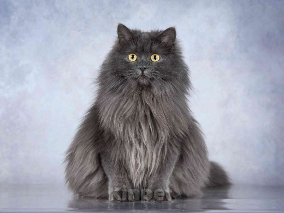 Кошки в Москве: Нежная ласковая кошечка Котюня Девочка, Бесплатно - фото 6