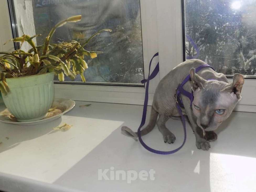 Кошки в Москве: Канадский сфинкс эльф, девочка Девочка, 30 000 руб. - фото 3