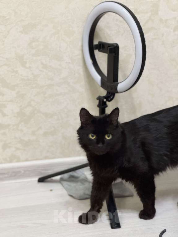 Кошки в Москве: Лилька - кошка, которая выжила Девочка, Бесплатно - фото 3