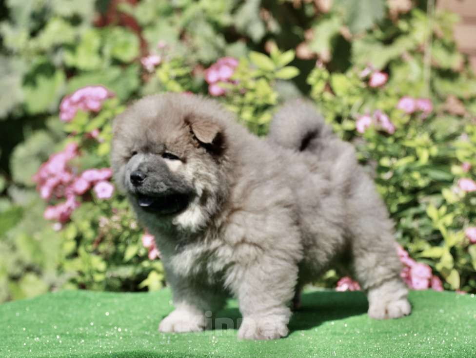Собаки в Оренбурге: Щенок чау- Франт Корица Люкс,   Мальчик, 80 000 руб. - фото 5