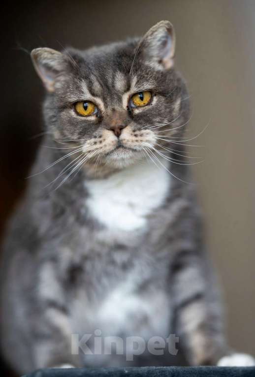 Кошки в Калуге: Очаровательная Бамбина. Кошка в добрые руки. Девочка, Бесплатно - фото 5