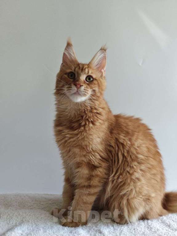 Кошки в Чайковском: Мальчик Мейн кун Каспер 😻 MCO окрас-d23 (красный тигровый) Мальчик, 45 000 руб. - фото 6