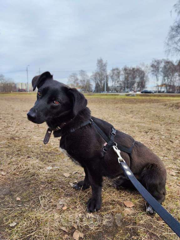 Собаки в Москве: Ирма Девочка, Бесплатно - фото 2