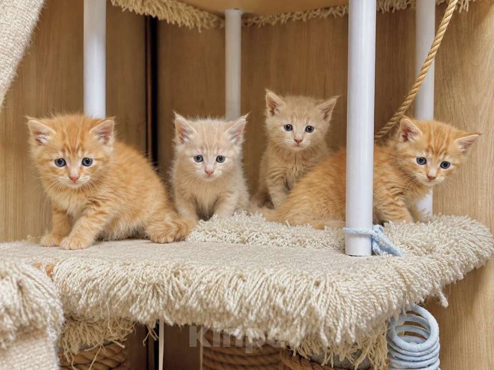 Кошки в Москве: Котята Мейн-Кун (мальчики и девочки) Разнополые, Бесплатно - фото 1
