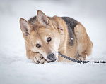 Собаки в Москве: Верной, преданной собаке Мяте очень нужен свой родной человек, она ждет и надеется на встречу! Девочка, Бесплатно - фото 1