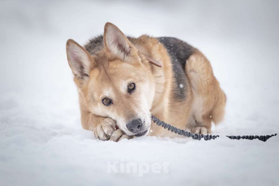 Собаки в Москве: Верной, преданной собаке Мяте очень нужен свой родной человек, она ждет и надеется на встречу! Девочка, Бесплатно - фото 1