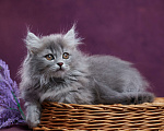 Кошки в Барнауле: Котик Юкотан💙 Мальчик, Бесплатно - фото 10