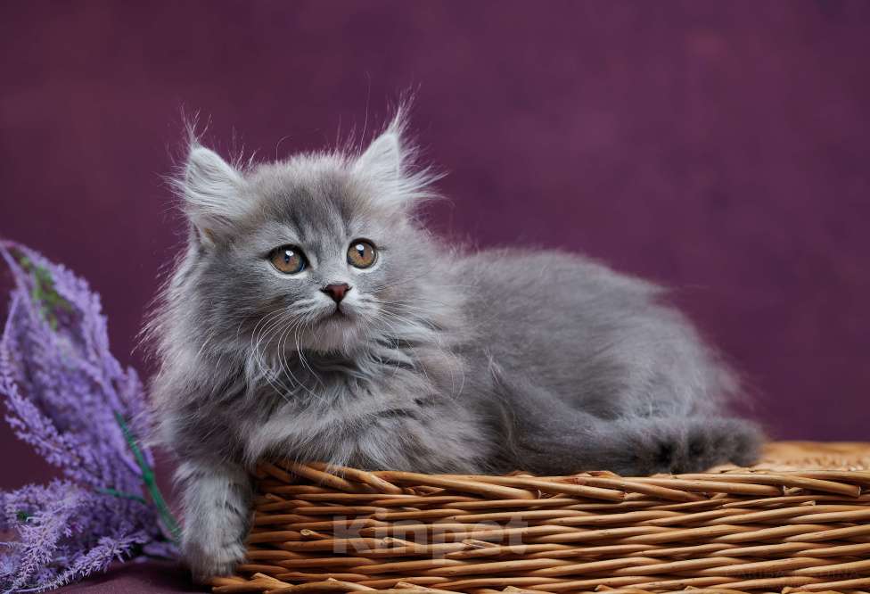 Кошки в Барнауле: Котик Юкотан💙 Мальчик, Бесплатно - фото 10
