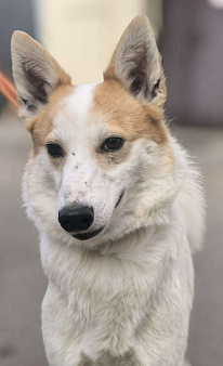 Лисена, 5 лет