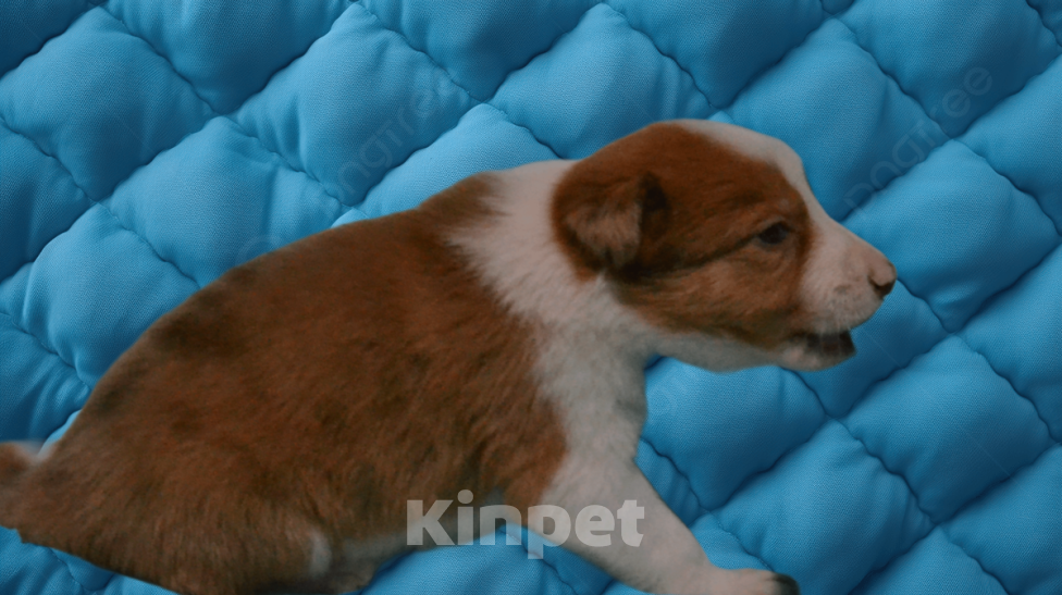 Собаки в Москве: Бордер колли девочка- Огонь Девочка, 120 000 руб. - фото 1