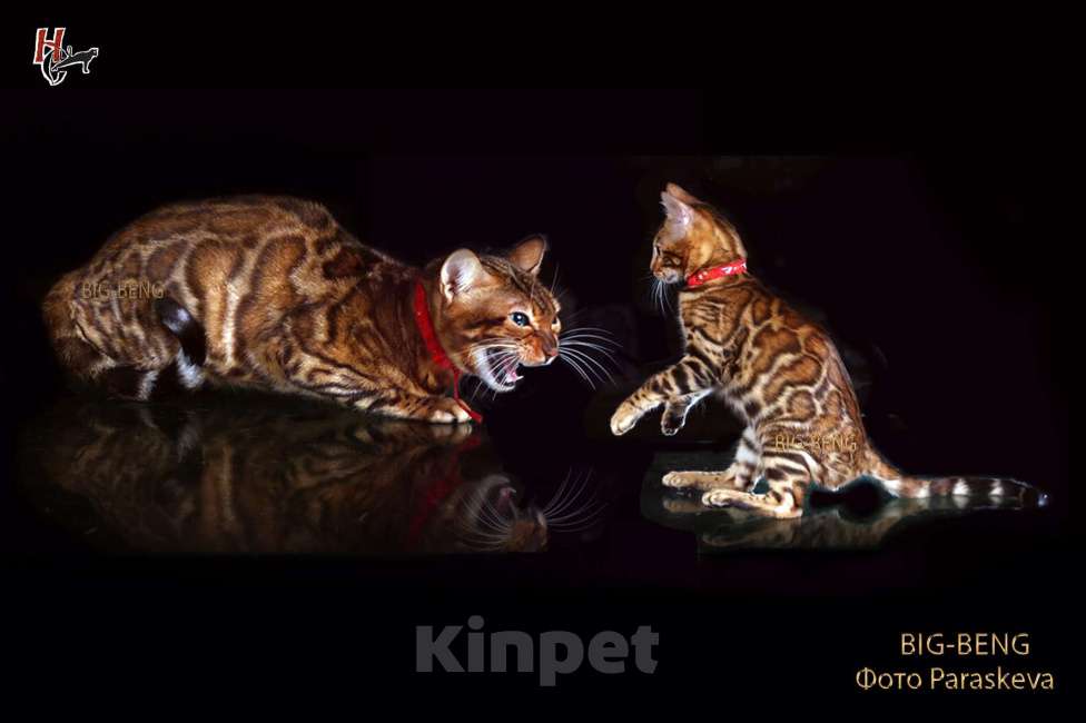 Кошки в Санкт-Петербурге: бенгальский мальчик Мальчик, 40 000 руб. - фото 7