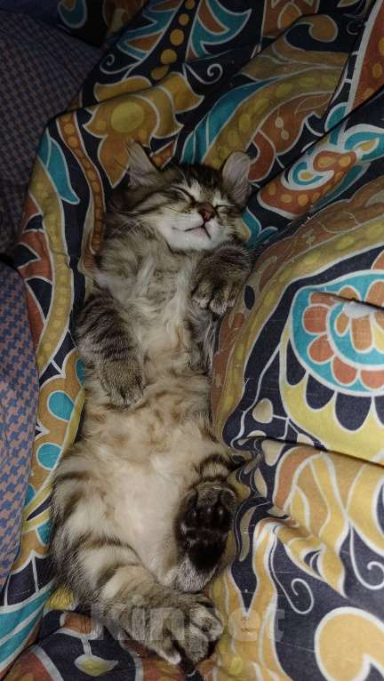 Кошки в Москве: Девочка  Курильченок Девочка, 40 000 руб. - фото 5