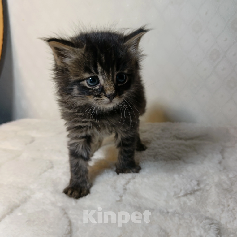 Кошки в Санкт-Петербурге: Кузя котенок Мальчик, Бесплатно - фото 9