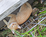Кошки в Казани: Котенок в добрые руки Девочка, Бесплатно - фото 3