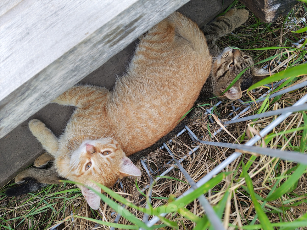 Кошки в Казани: Котенок в добрые руки Девочка, Бесплатно - фото 3
