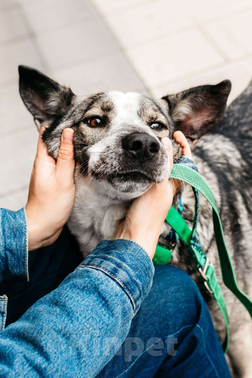 Собаки в Москве: Зажигательный Джаз ищет дом Мальчик, Бесплатно - фото 1