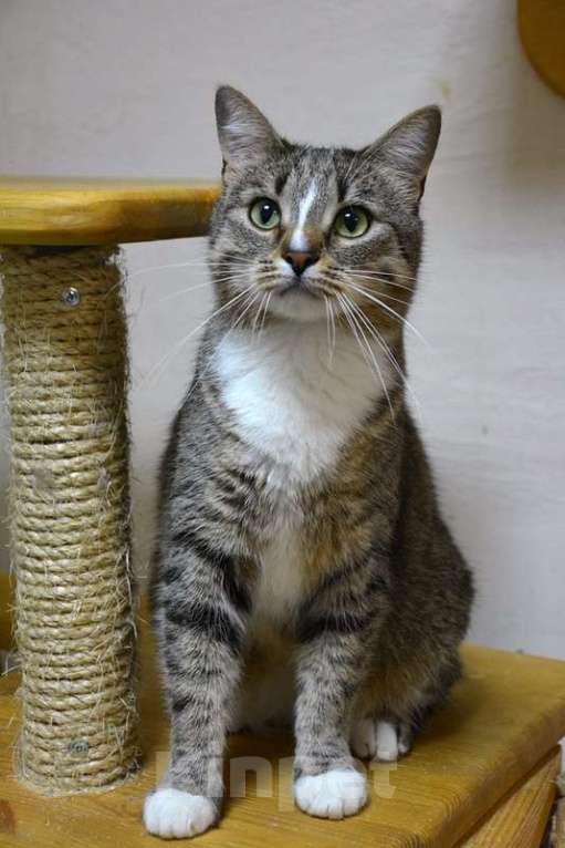 Кошки в Москве: Спокойный и разумный котенок Марьяна в добрые руки Девочка, Бесплатно - фото 3