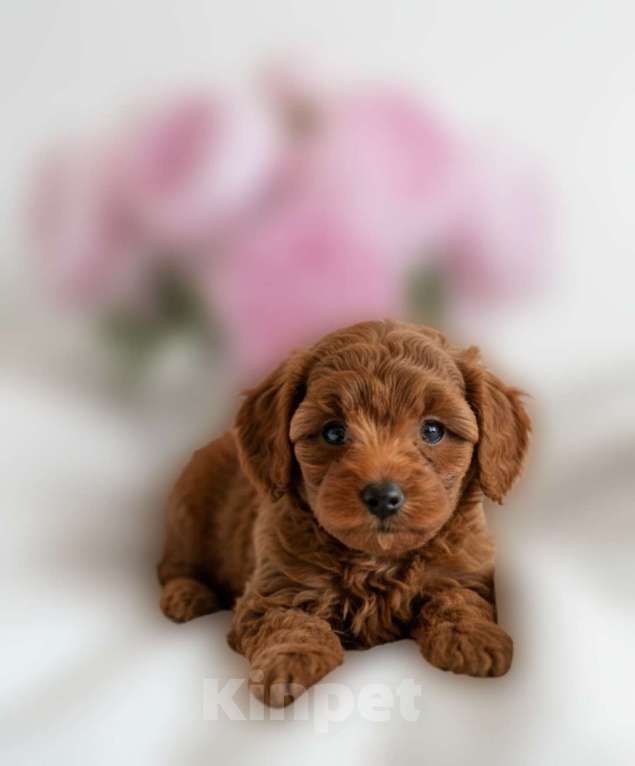 Собаки в Москве: Мальтипу F1 премиум мини Корея Мальчик, 95 000 руб. - фото 2