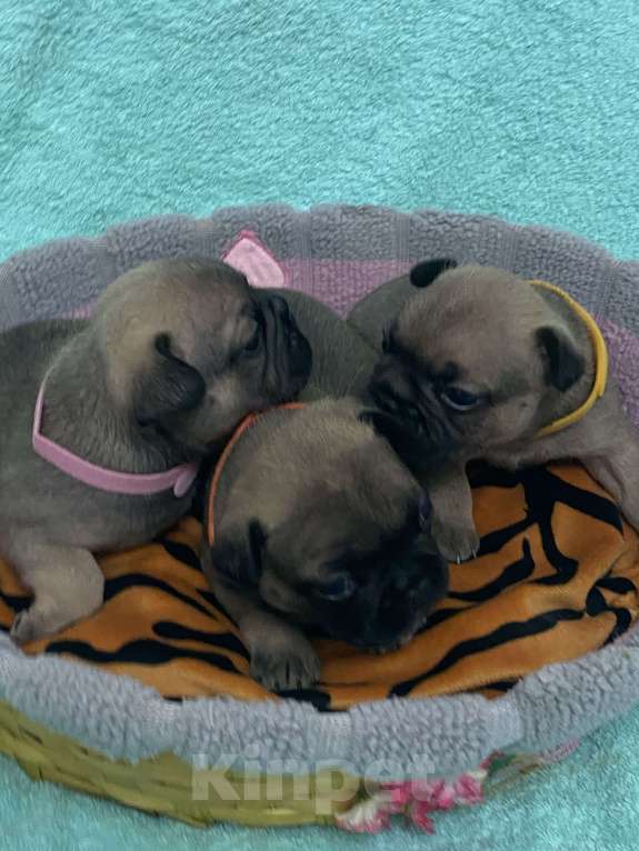 Собаки в Нижнем Новгороде: Щенки французского бульдога в продаже Девочка, 50 000 руб. - фото 9