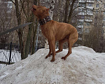 Собаки в Санкт-Петербурге: Вязка ///Американский пит- бультерьер///, 1 руб. - фото 3