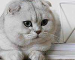 Кошки в Саратове: Вязка с шикарным мачо!, 1 000 руб. - фото 1