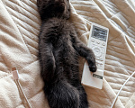 Кошки в Сочи: Котята крысоловы Девочка, 1 руб. - фото 6