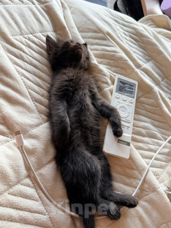 Кошки в Сочи: Котята крысоловы Девочка, 1 руб. - фото 6