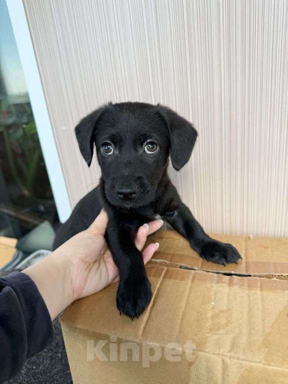 Собаки в Москве: Щенок метиса таксы жесткошерстной , вес 3 кг  Мальчик, Бесплатно - фото 2