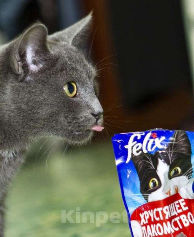 Кошки в Москве: Шерри, русская голубая.  Красавица кошечка в добрые руки. Девочка, Бесплатно - фото 8