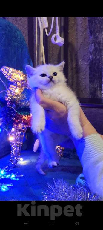 Кошки в Москве: Прямоухий мальчишка  Мальчик, 25 000 руб. - фото 7