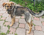 Собаки в Одинцово: Щенок мальчик 7 мес Майк Мальчик, Бесплатно - фото 6