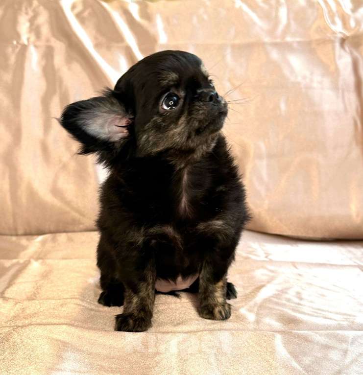 Собаки в Ялте: щенок чихуахуа Девочка, Бесплатно - фото 4