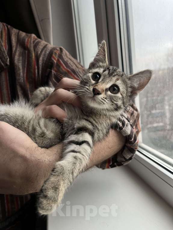 Кошки в Москве: Кошечка Шкода в добрые руки Девочка, Бесплатно - фото 1