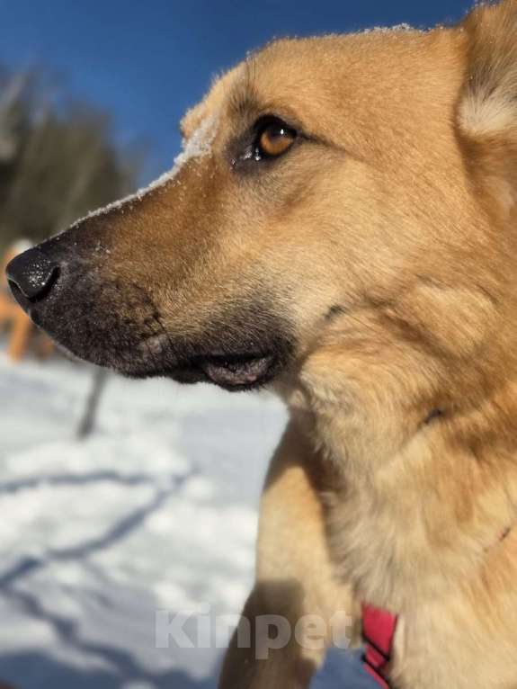 Собаки в Москве: Шикарный парень Рэй в добрые руки! Мальчик, Бесплатно - фото 8
