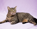 Кошки в Москве: Ласкушка Бетти, сто полосок и розовый носик. Кошка в добрые руки. Девочка, Бесплатно - фото 1
