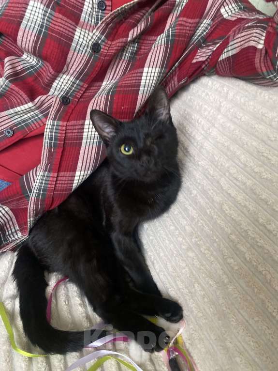 Кошки в Москве: Кошечка Девочка, Бесплатно - фото 9