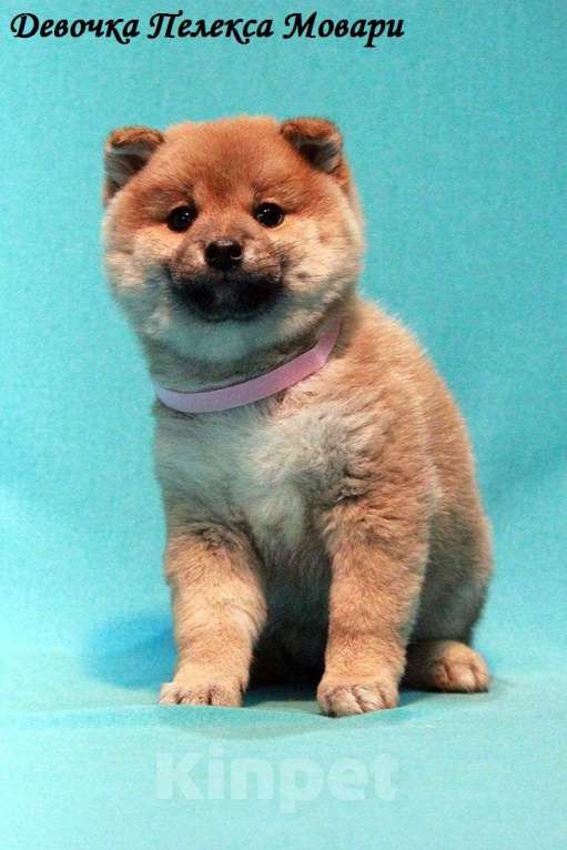 Собаки в Москве: щенки сиба ину (шиба ину) Мальчик, 30 000 руб. - фото 3