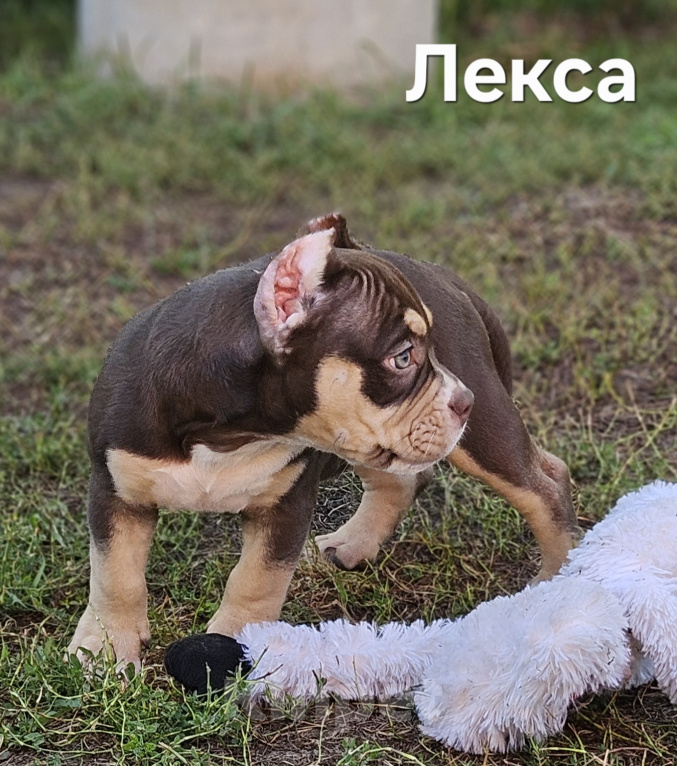 Собаки в Новосибирске: Американский булли девочка Девочка, 75 000 руб. - фото 3