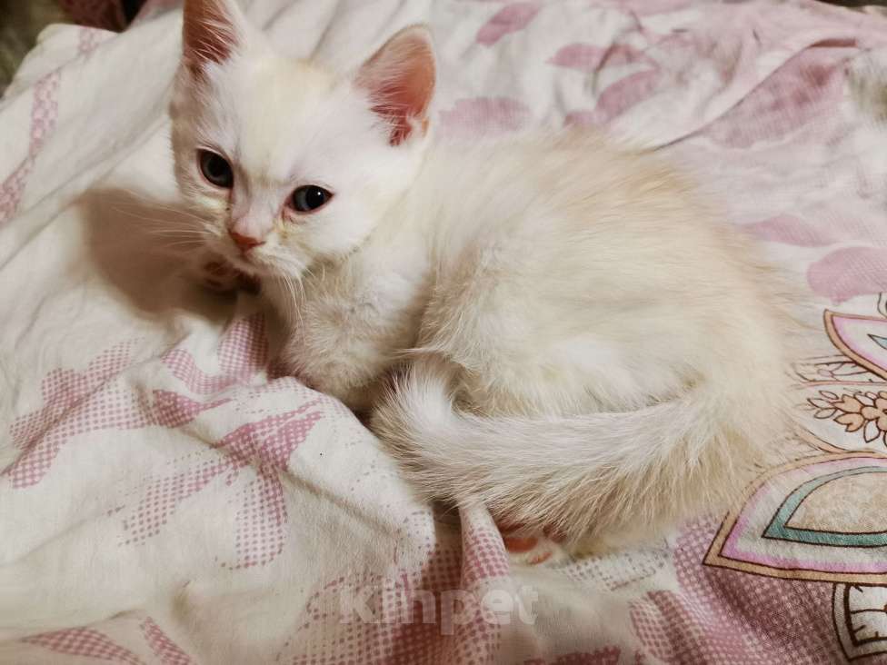 Кошки в Москве: Британские и Шотландские котята  Девочка, 12 000 руб. - фото 8