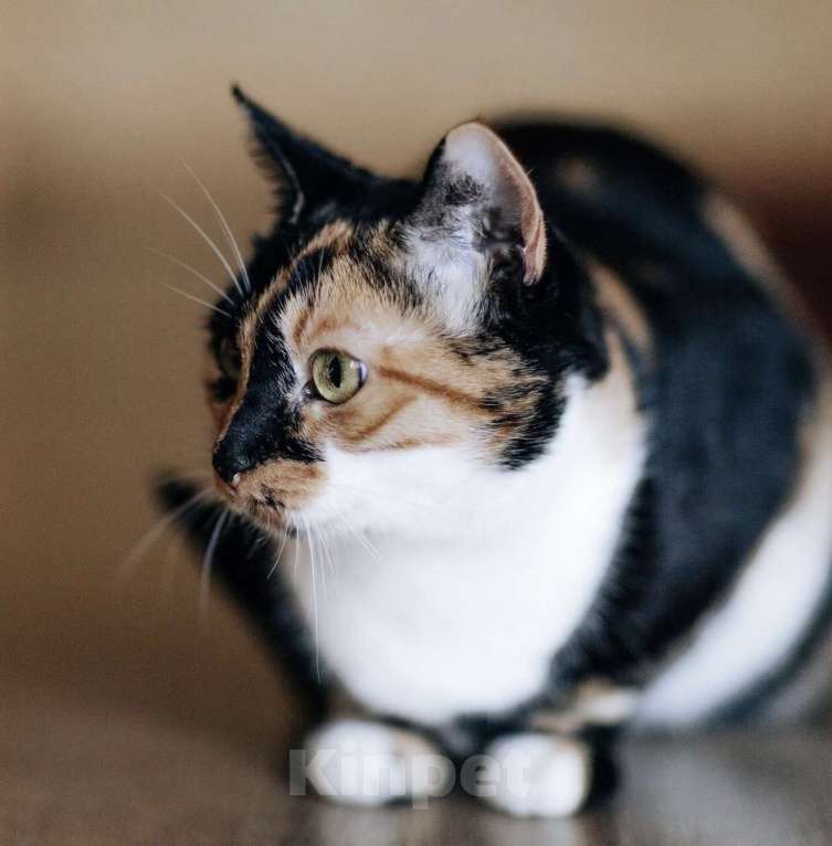 Кошки в Москве: ОЛИВКА ИЩЕТ ДОМ Девочка, Бесплатно - фото 4