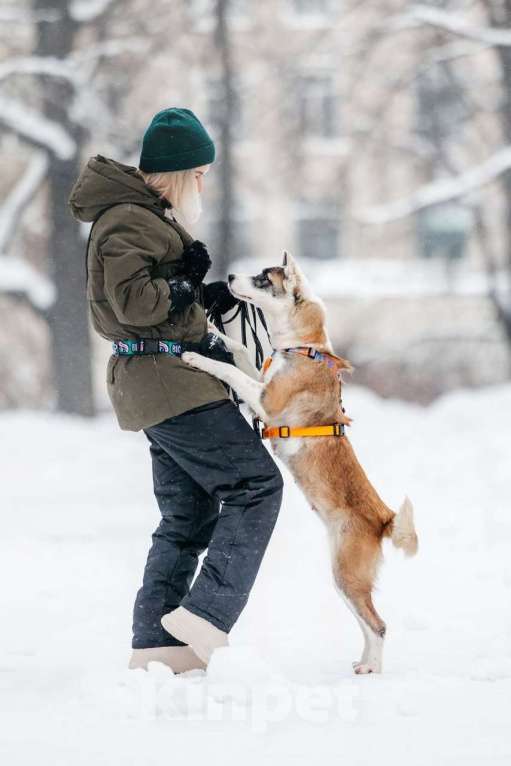Собаки в Москве: Яркая Рина ищет дом Девочка, Бесплатно - фото 9