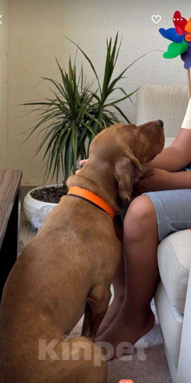 Собаки в других городах Ростовской области: Пропала собака Мальчик, 5 000 руб. - фото 4